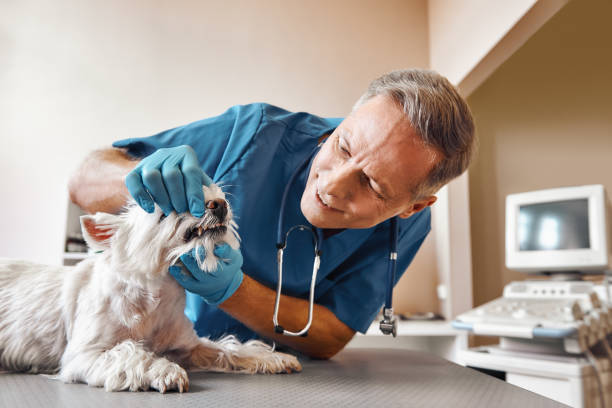 Best After-Hours Dental Care in East Camden, AR